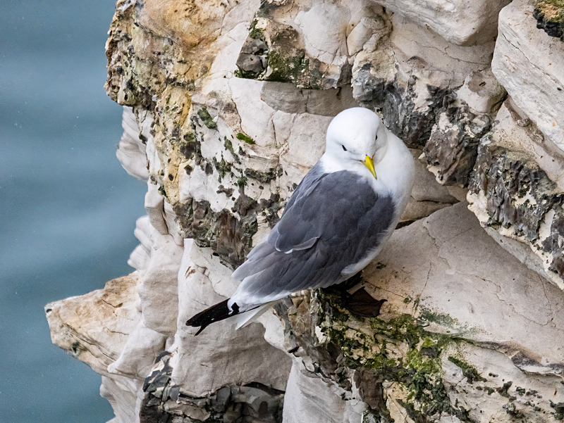Kittiwake - Latest photos
