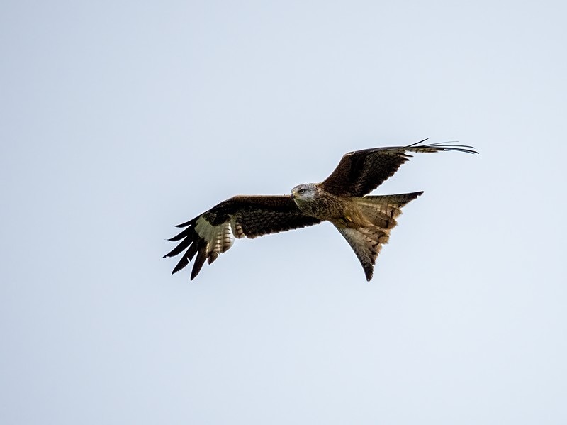 Red Kite - Birds of prey