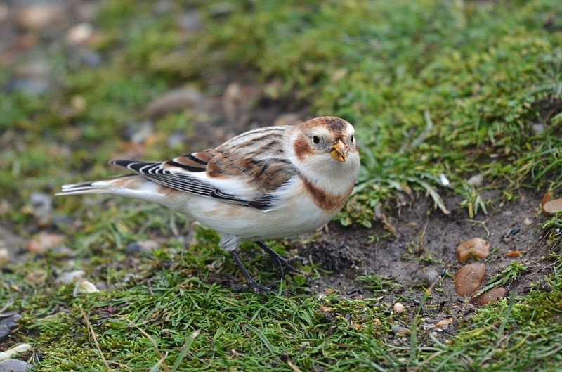 Snow Bunting - Buntings