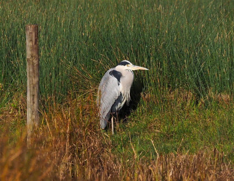 Grey Heron - Herons and egrets