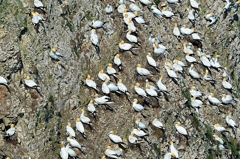 Gannets - Gannets