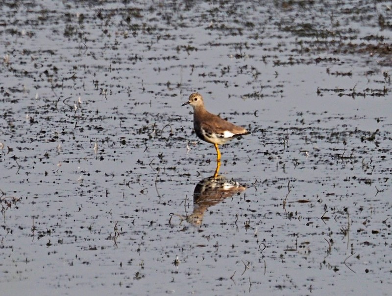 White-tailed Lapwing - Plovers