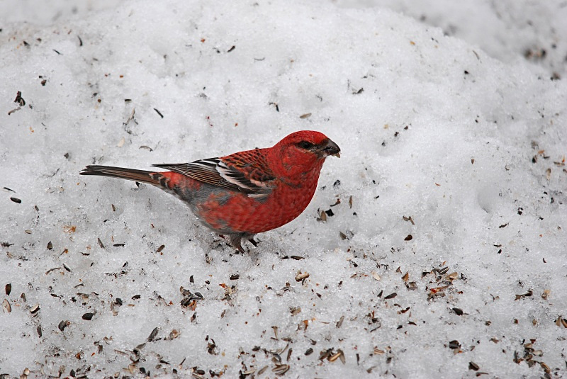 Pine Grosbeak - Finland