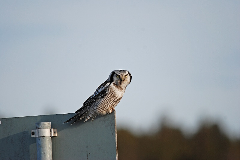 Northern Hawk Owl - Finland