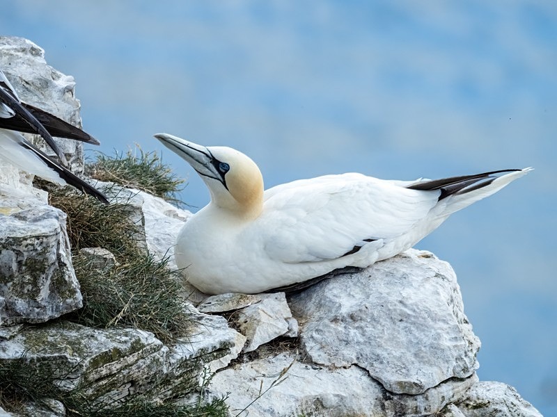 Gannet - Gannets