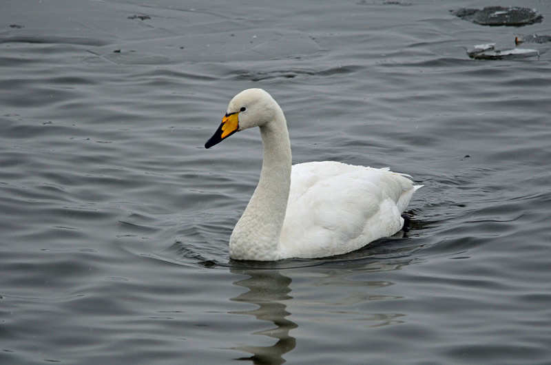 Whooper Swan - Whooper and Bewick's Swans