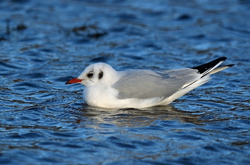 Black-headed Gull - Gulls
