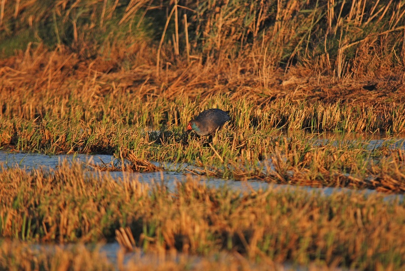 Western Purple Swamphen - Catalunya