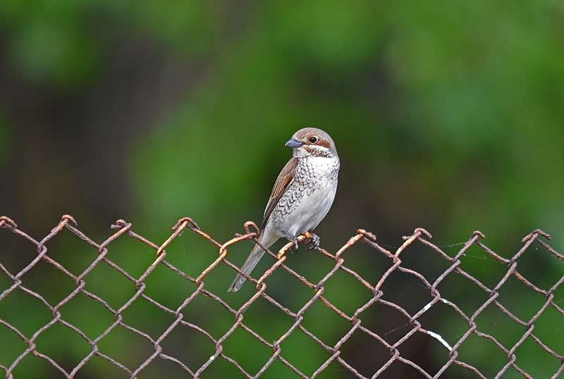 Red-backed Shrike - Bulgaria