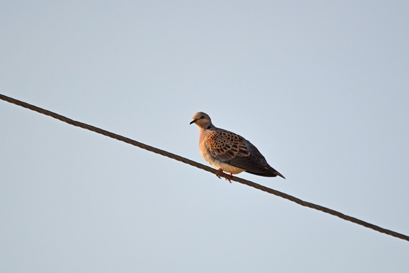 Turtle Dove - South Spain - September 2013