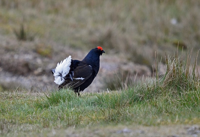 Black Grouse - Game birds
