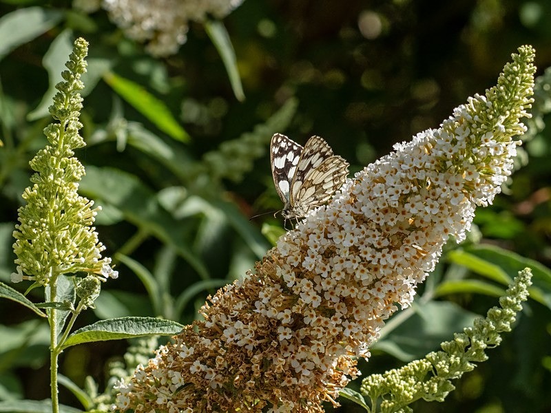 Marbled White - Butterflies