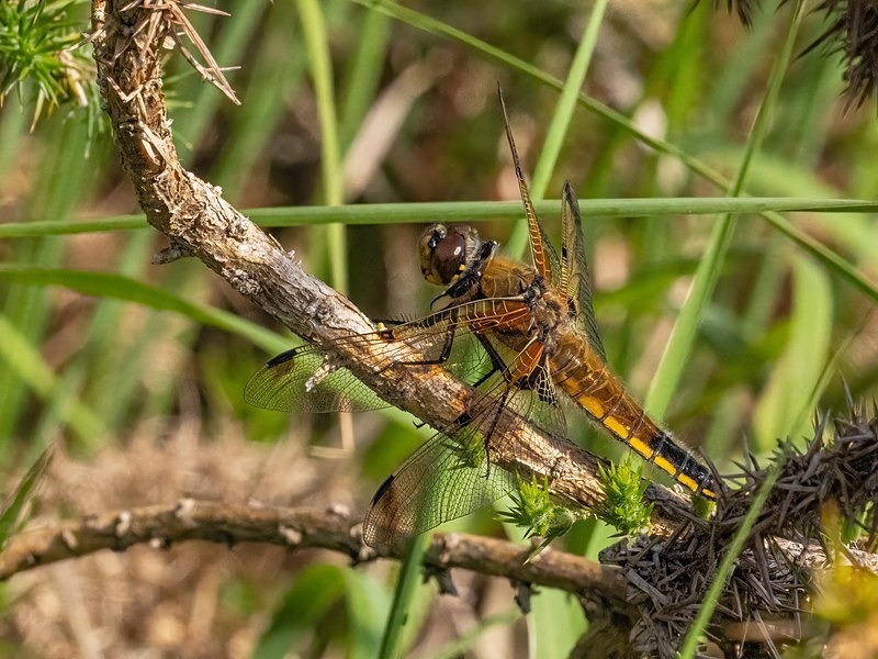 Four-spotted Chaser - Dragonflies and damselflies