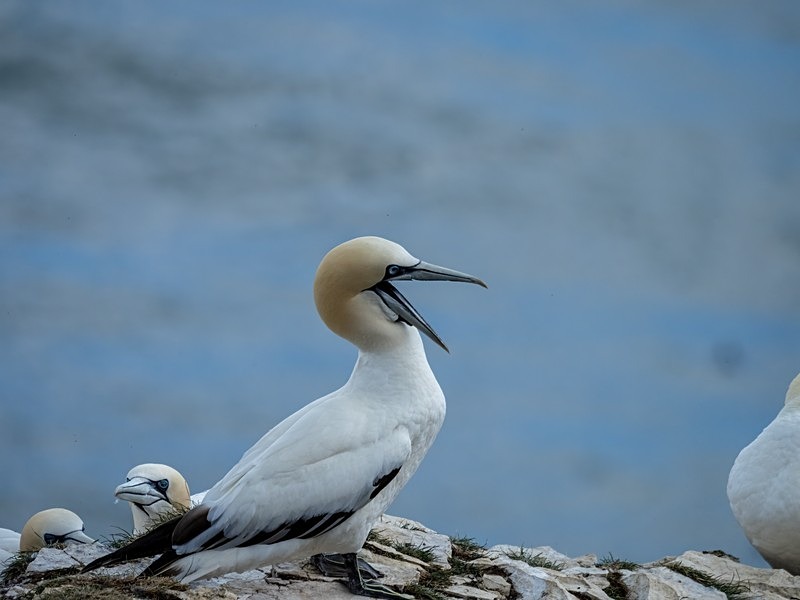 Gannet - Gannets