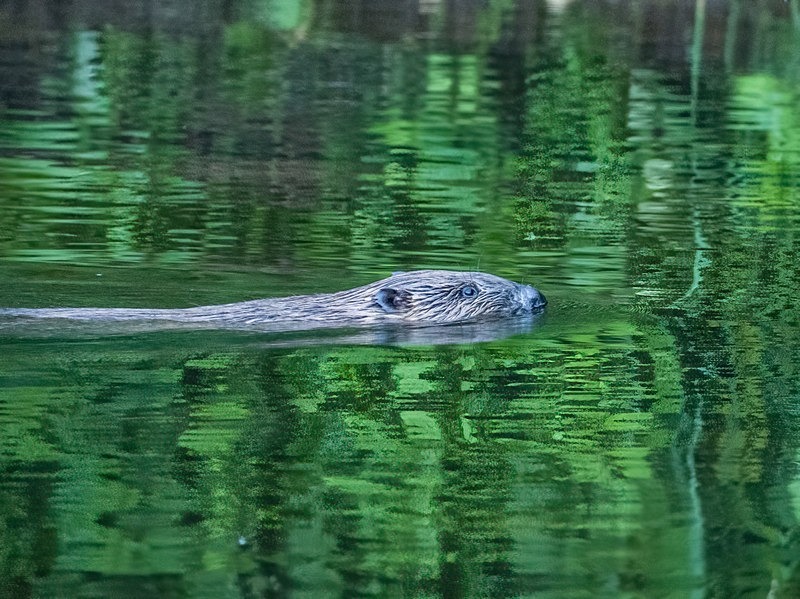 Eurasian Beaver - Eurasian Beaver