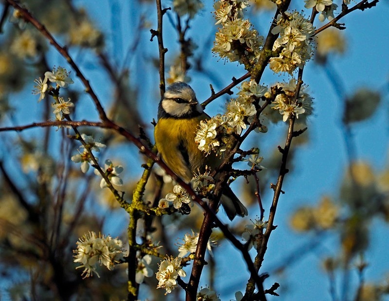 Blue Tit - Tits