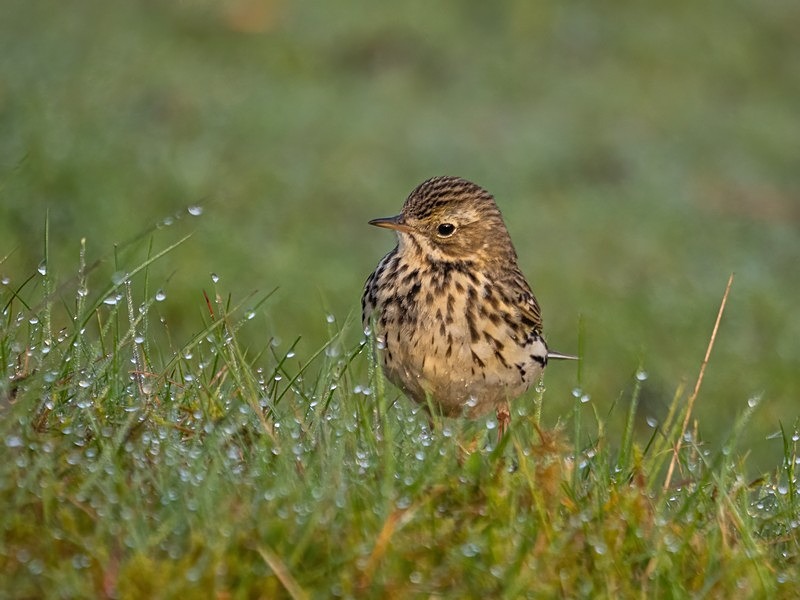 Meadow Pipit - Pipits