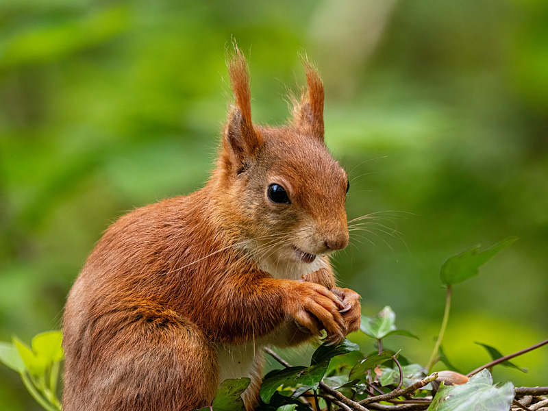 Red Squirrel - Latest photos