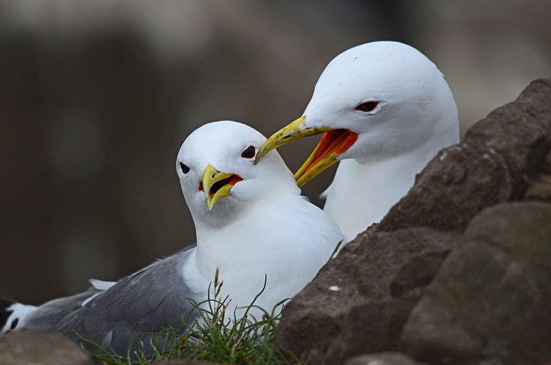 Kittiwakes - Gulls