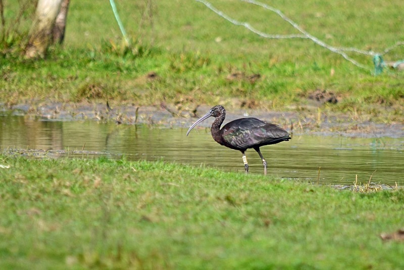 Glossy Ibis - Ibises