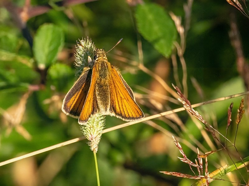 Essex Skipper - Butterflies