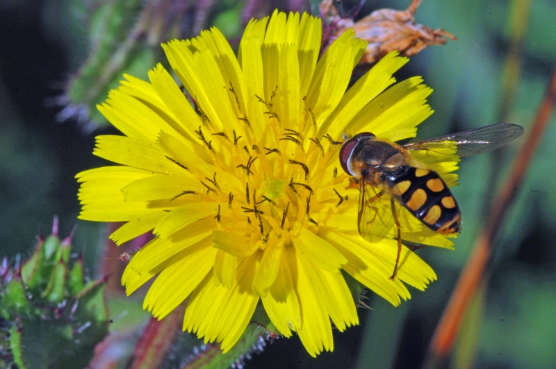 Hoverfly species - Insects, beetles, spiders, etc.