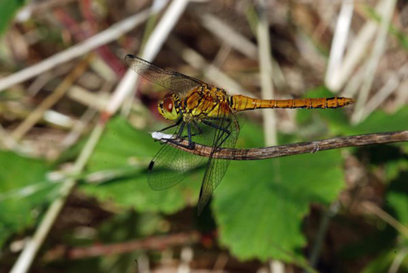 July to August 2008 - Ruddy Darter - Photos of the month
