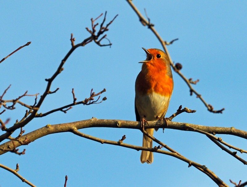 Robin - Robins