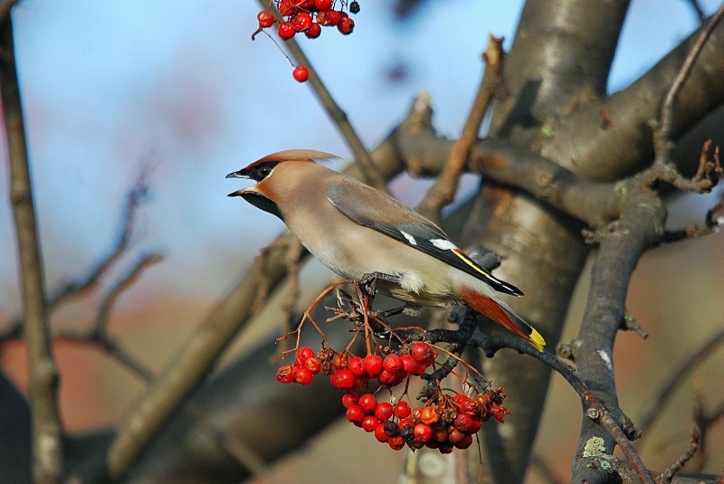 Waxwing - Waxwings