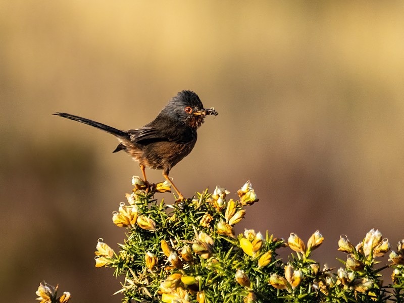 Dartford Warbler - Warblers