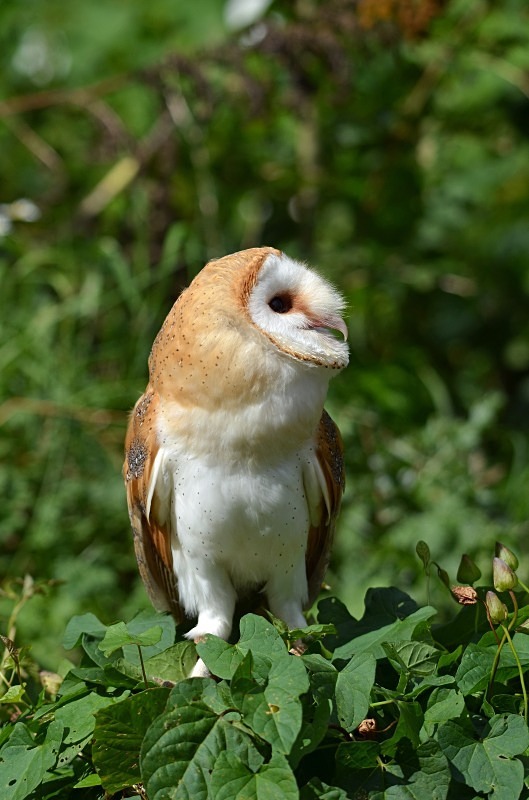 Barn Owl - Barn Owl