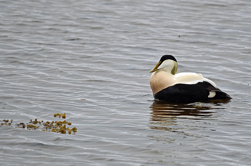 Eider - North east Iceland