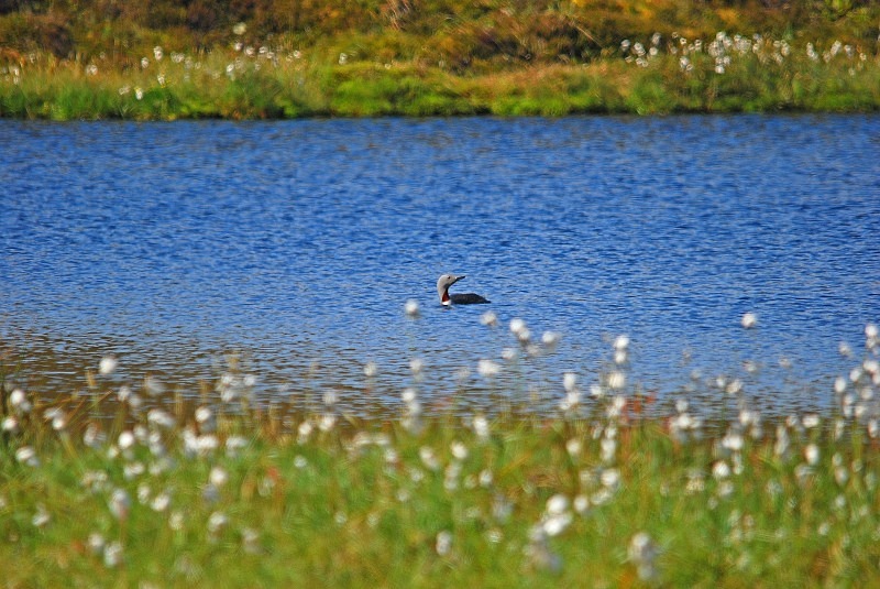 Red-throated Diver - Divers