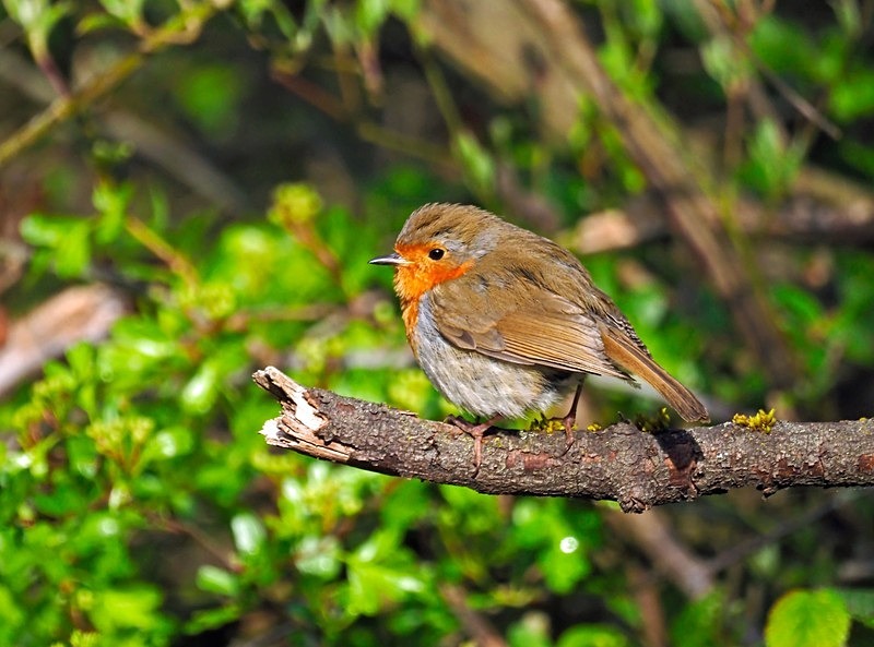 Robin - Robins