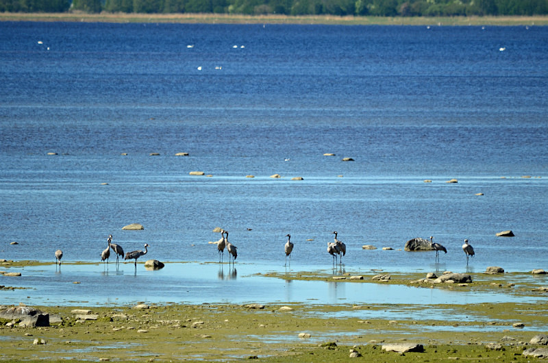 Common Cranes - Estonia