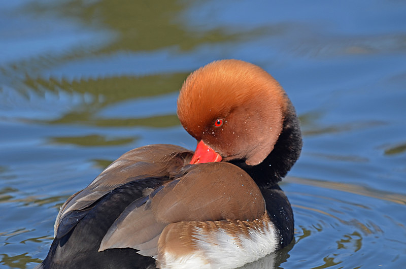 Red-crested Pochard - Diving ducks