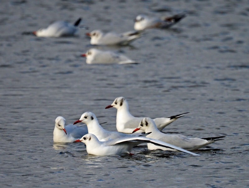 Black-headed Gulls - Gulls