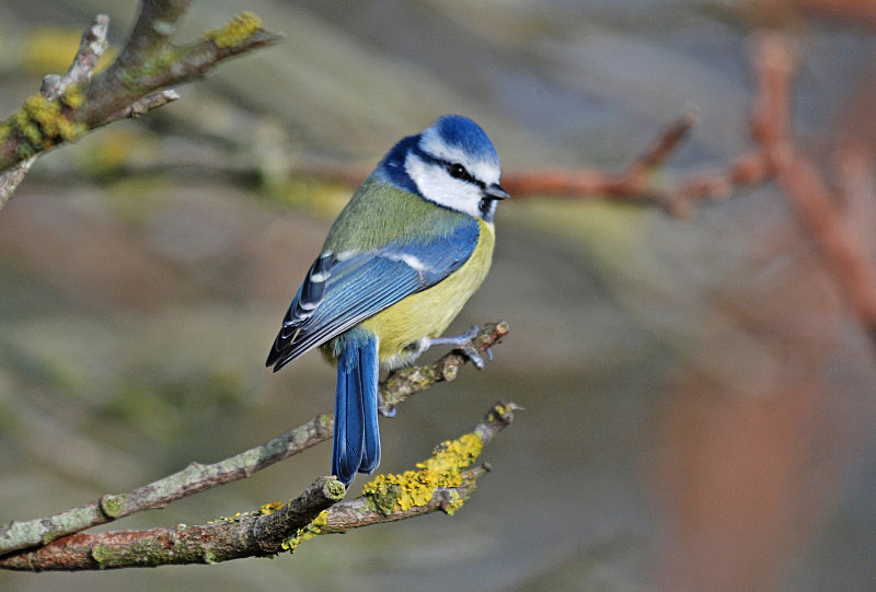 Blue Tit - Tits