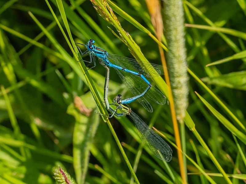 Azure Damselflies - Dragonflies and damselflies