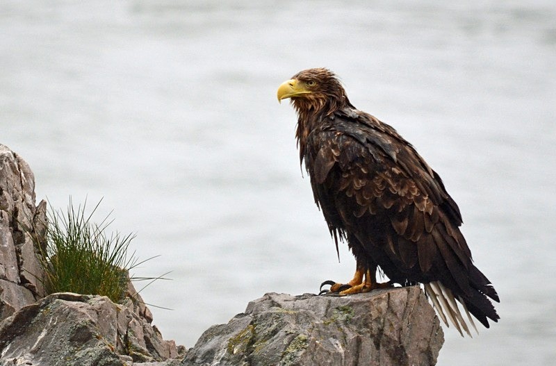 White-tailed Eagle - North Norway