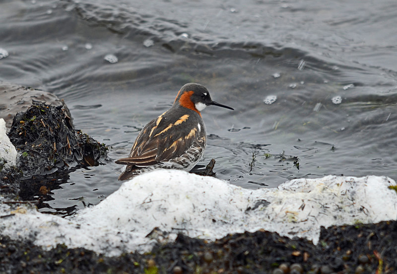 Red-necked Phalarope - North east Iceland