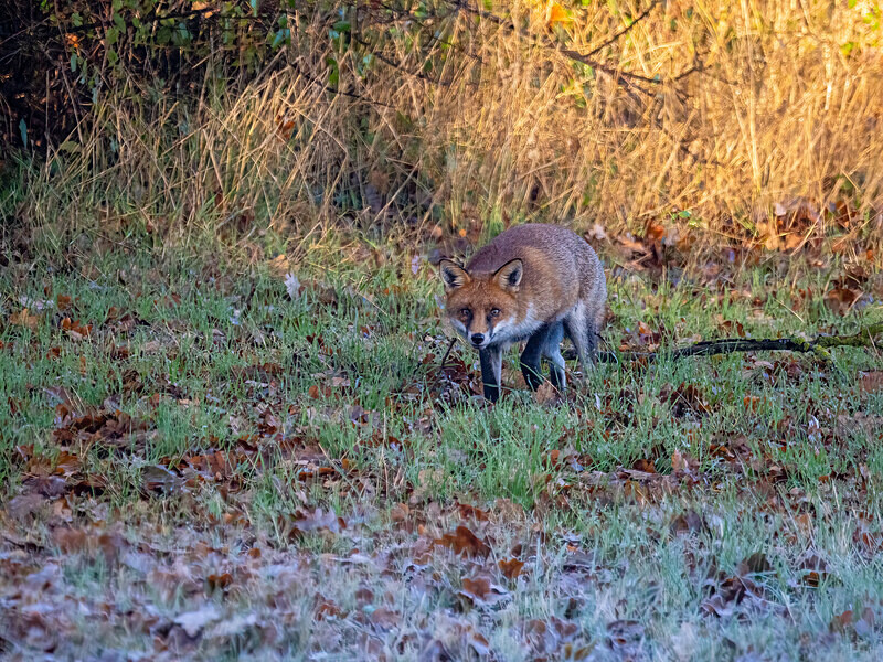 Red Fox - Latest photos