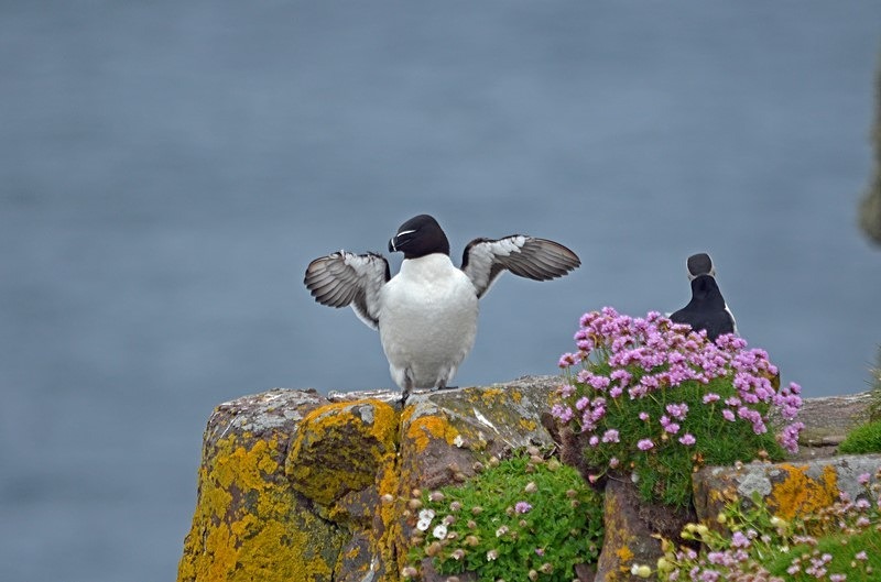 Razorbill - Auks
