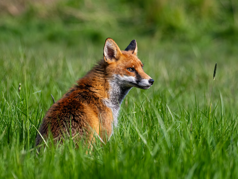 Red Fox - Latest photos