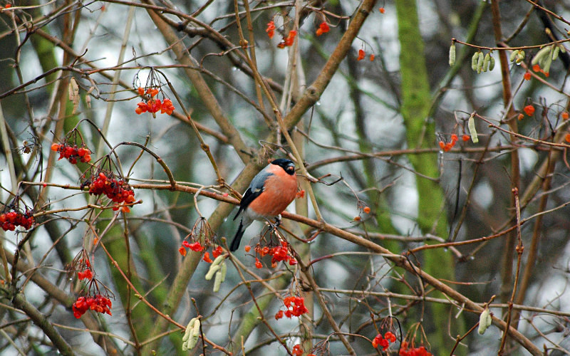 Bullfinch - Finches