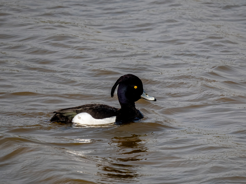 Tutfed Duck - Latest photos