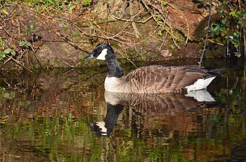 Canada Goose