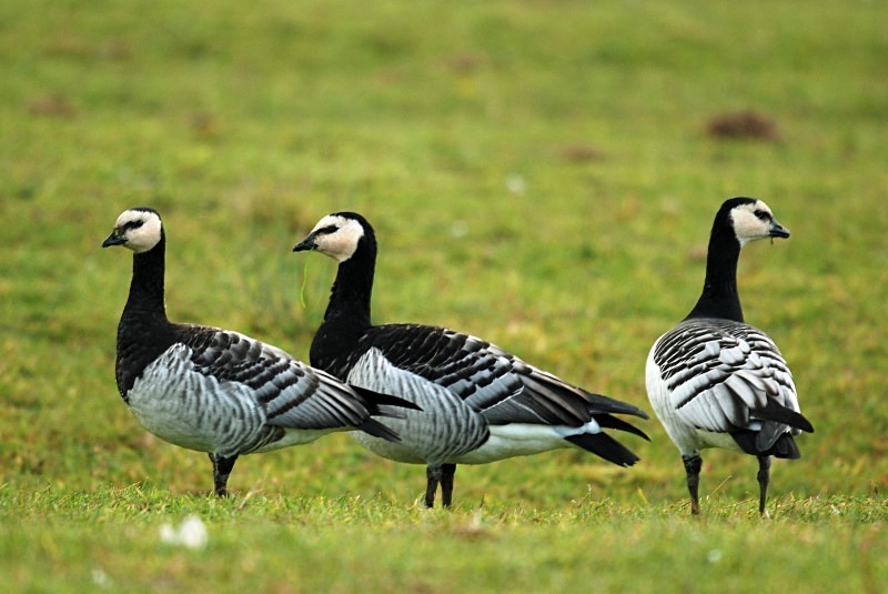 Barnacle Geese - Black geese