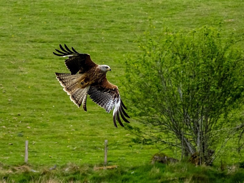Red Kite - Birds of prey