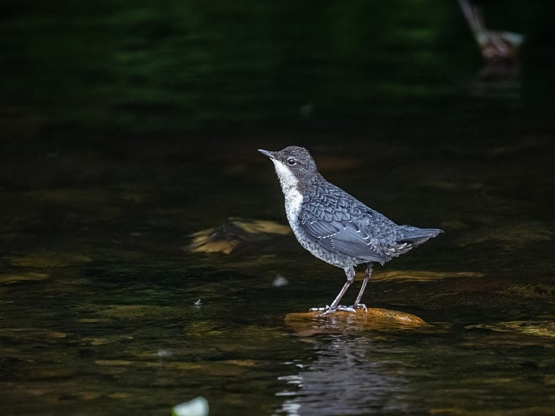 Dipper - Dippers